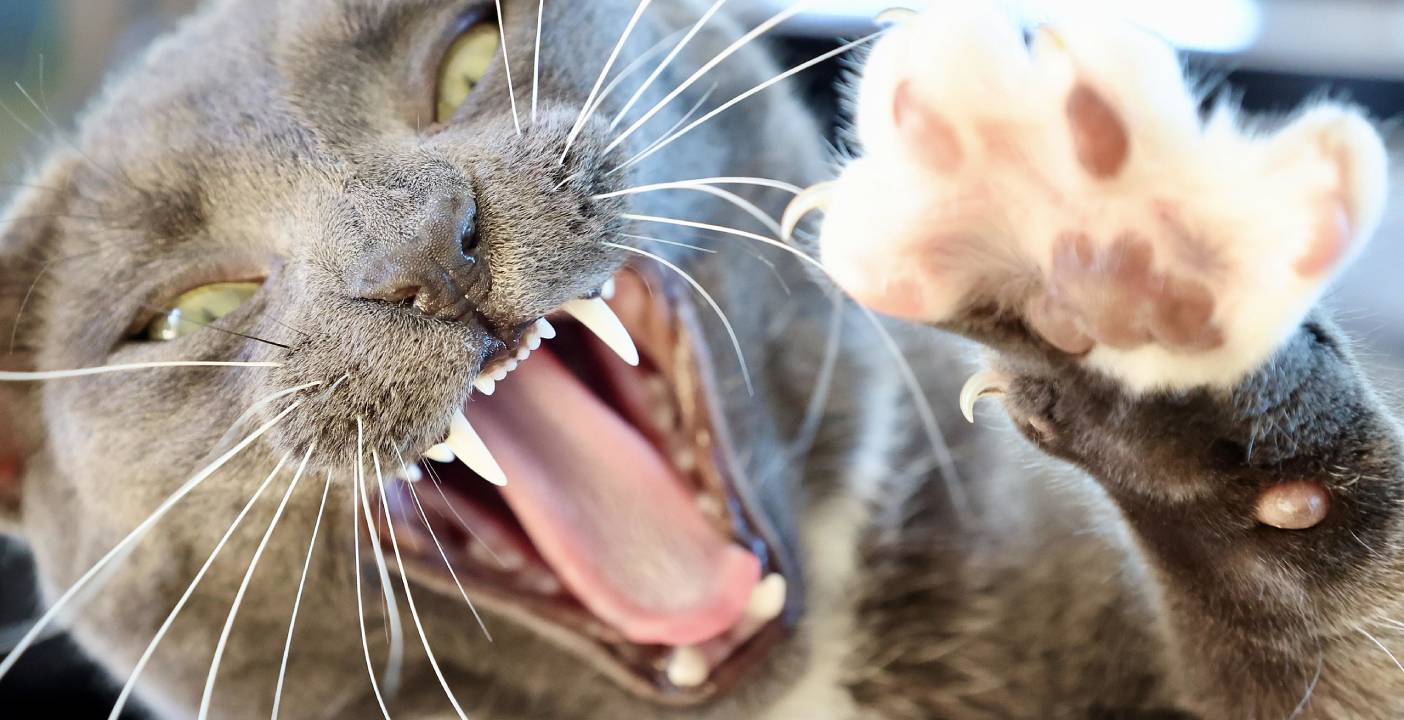 Alexandra Ricque - chat comportement agressif