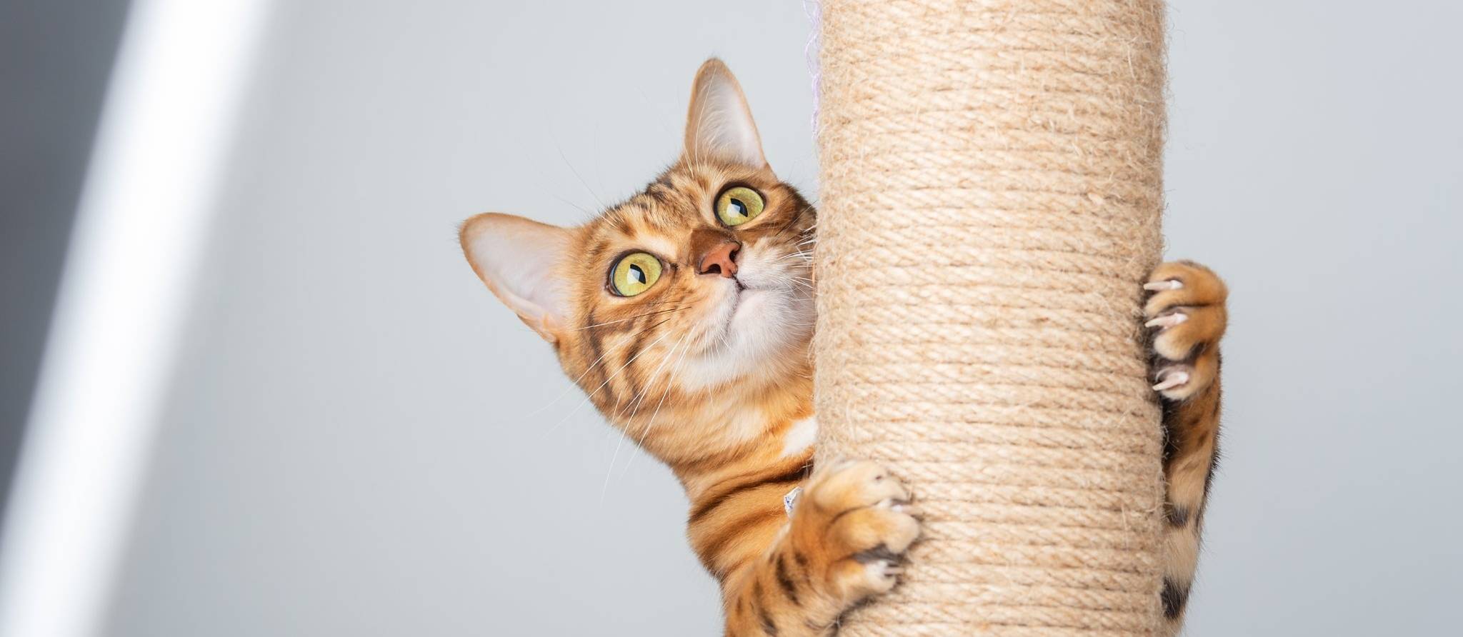 Chat sur poteau à griffes