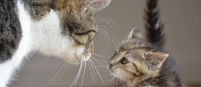 Nouveau chat à la maison