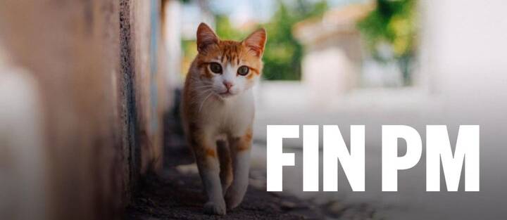 Chat extérieur